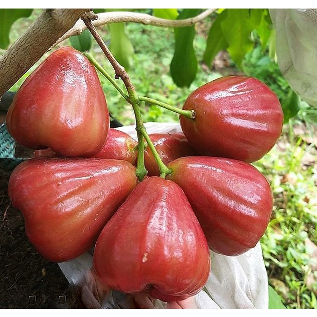 Pupuk Organik Booster Jambu Air Pemicu Cepat Berbuah Besar dan Lebat