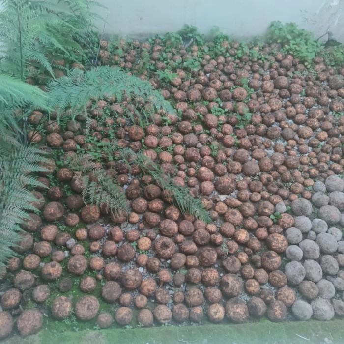Ready bibit umbi porang - 1kg isi 5-100pcs Kualitas Terjamin