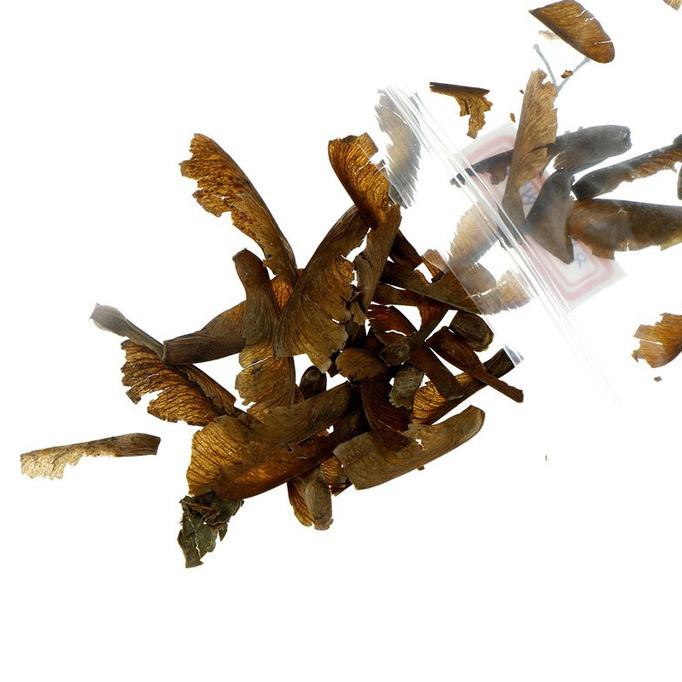 30Pcs Bibit Pohon Maple Bonsai Jepang Best Seller