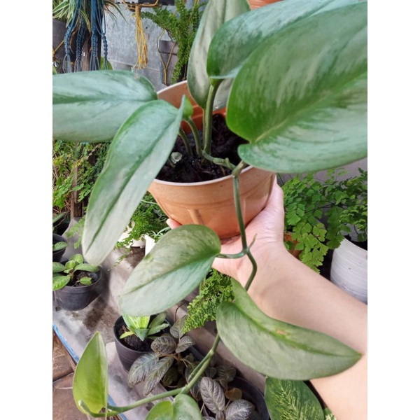 Scindapsus Moonlight