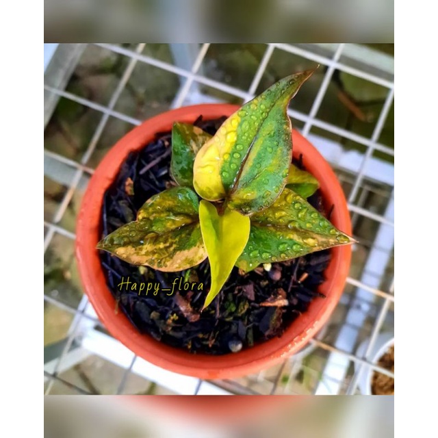 New Promo biji/benih anthurium black beauty varigata