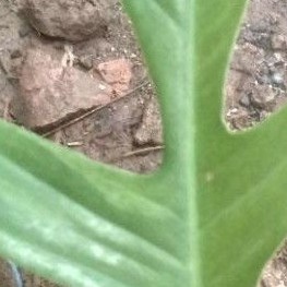 PHILO BEAUTY FLORIDA VARIGATA