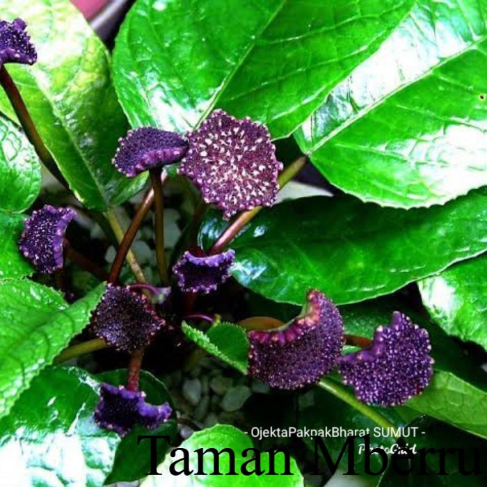 Dorstenia Elata Forest#Tanaman Hutan Sumatera# Bunga & Tanaman