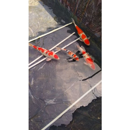 Bibit ikan koi F1 anakan Import