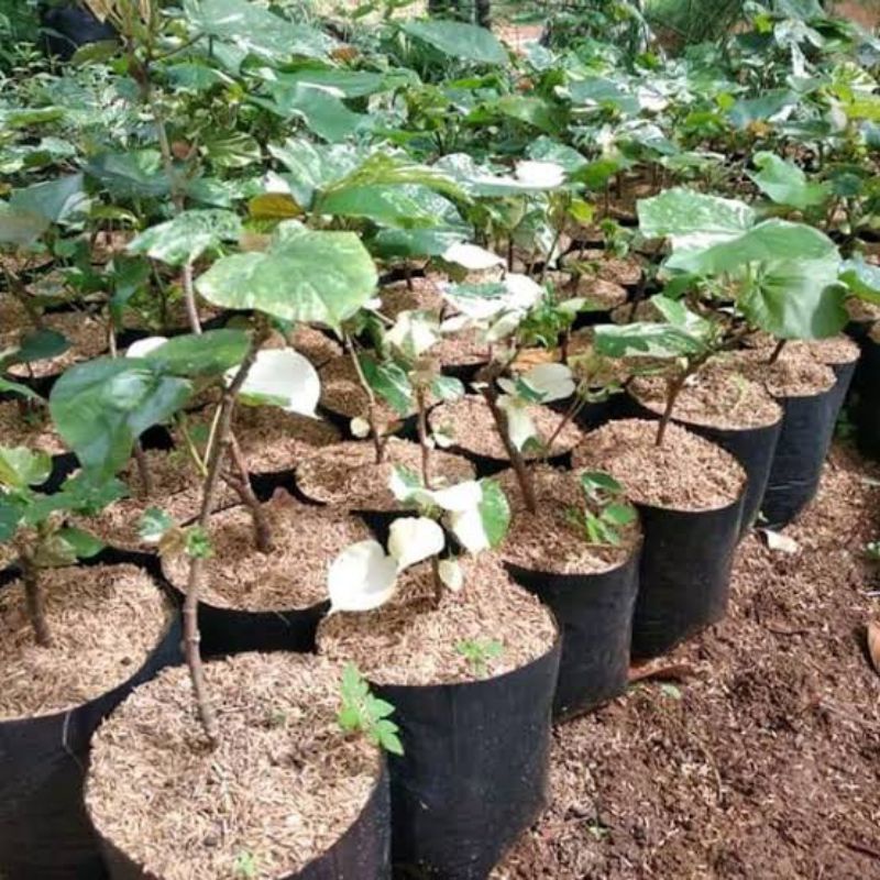 BAHAN BONSAI WARU VARIGATA