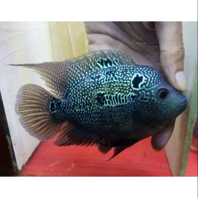 Ikan louhan lohan female cc short body atau sb crosshead