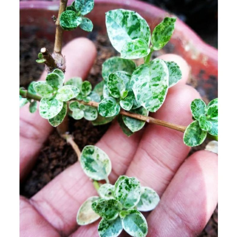 sancang ori dan varigata bahan bonsai dan sambungan stek dongkelan