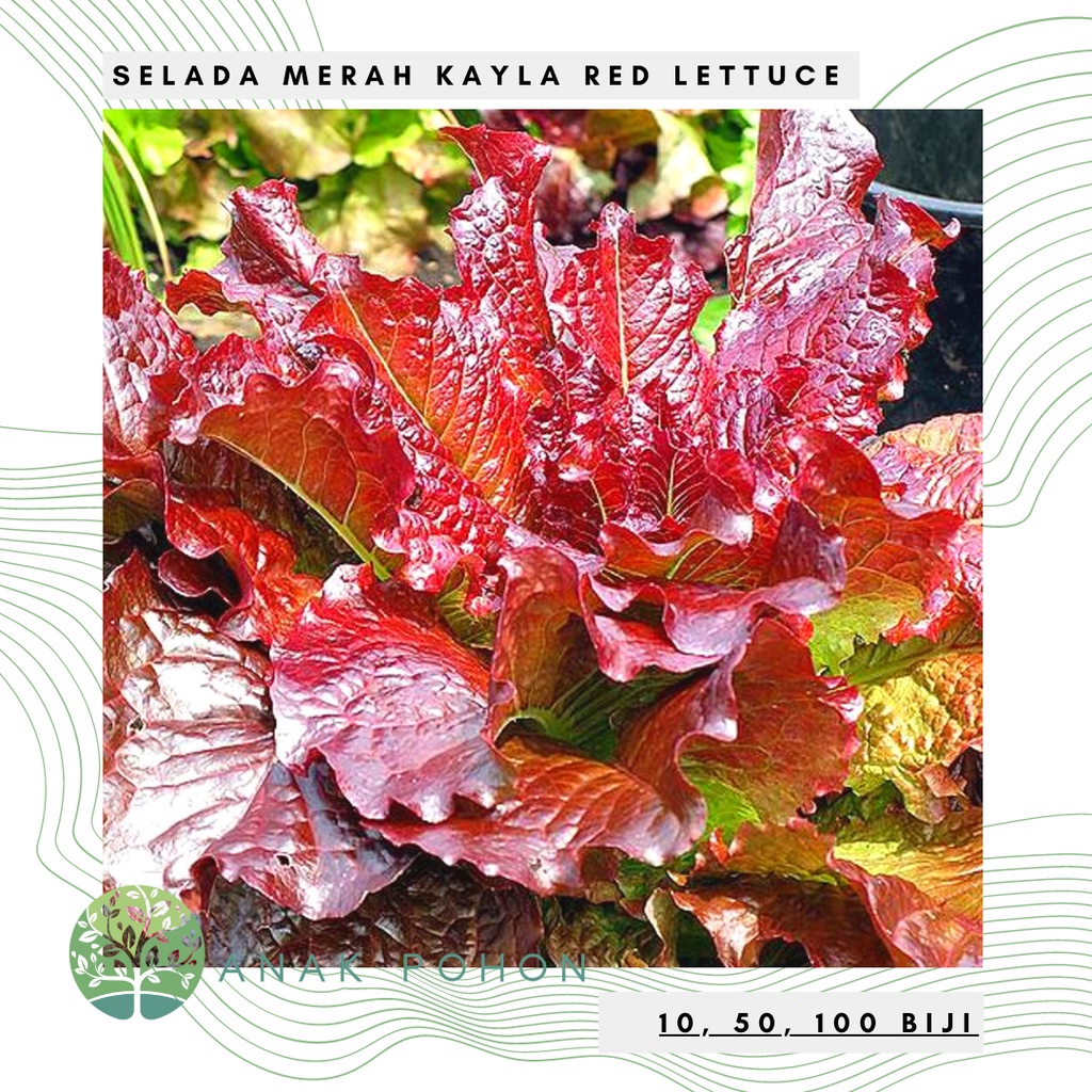 Benih Bibit Biji - Lettuce Kayla Red Selada Merah Seeds - Panen Dalam 30 Hari