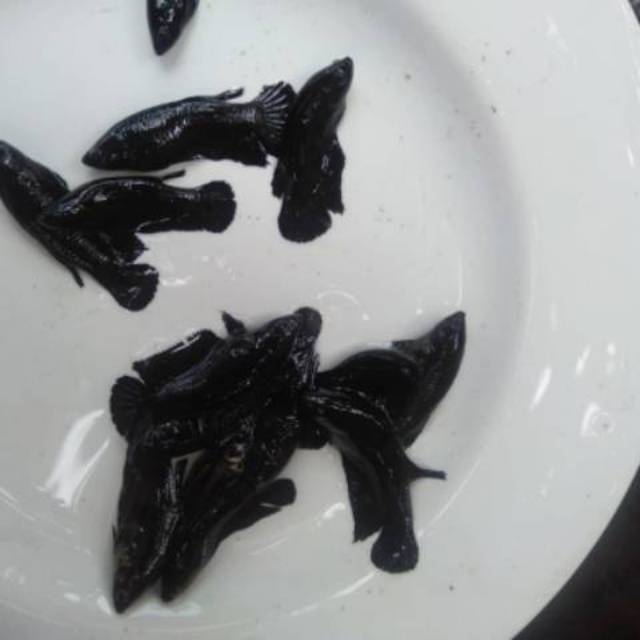 female baby giant super black