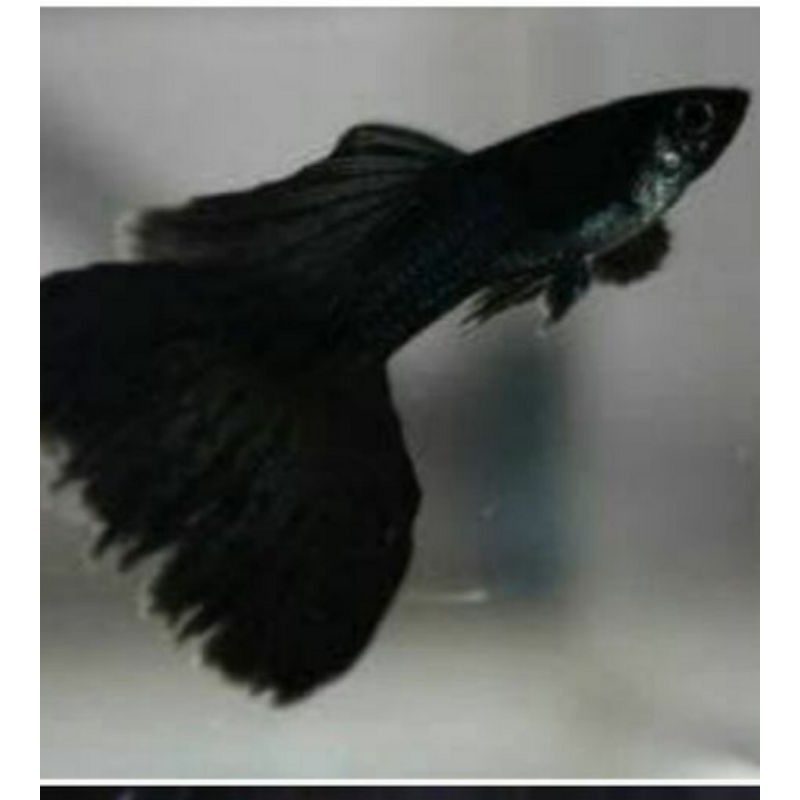 Ikan guppy black moscow