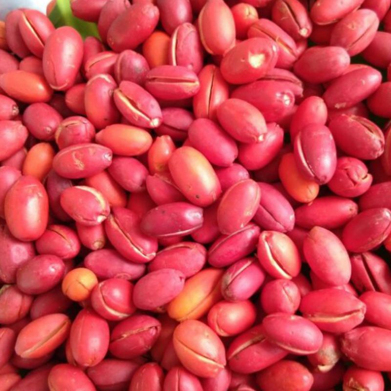 

Kulit Mlinjo Diskon HARGA SUPER MURAAH