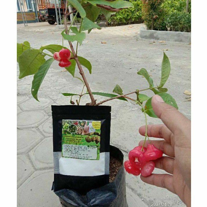 Pupuk perangsang buah/pupuk buah agro