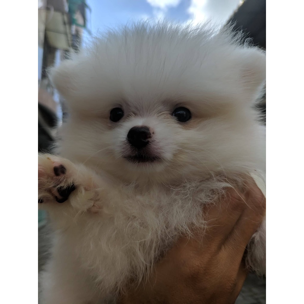 Minipom Stb Vaksin Microchip Super Mini Pom Pomeranian Ready / Open Booking Medan