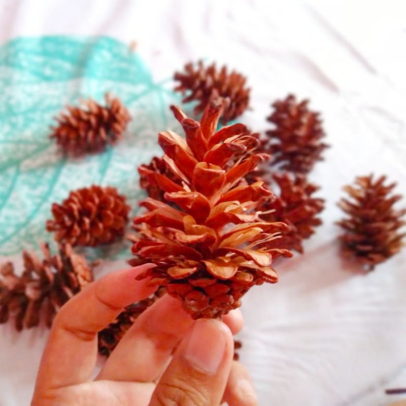 Biji Pinus - Biji pinus mekar - biji pinus kering - bunga pinus - dekorasi hampera
