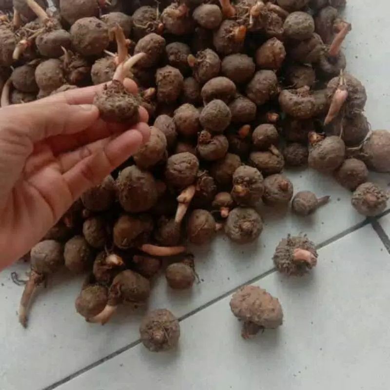 porang katak super terbaik