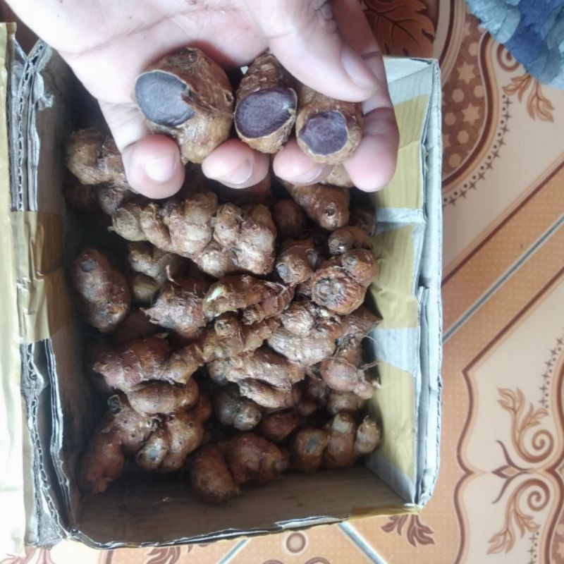 

Kunyit Hitam 100gr Asli terbaik dan termurah