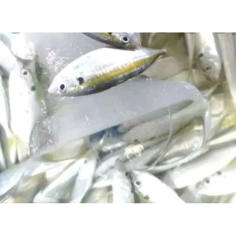 

Ikan Selar Segar 500gr