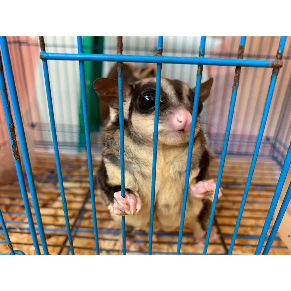Sugar Glider Sepasang Grey Betina +WF White Face Het Leu Jantan Pensiun BONUS KANDANG