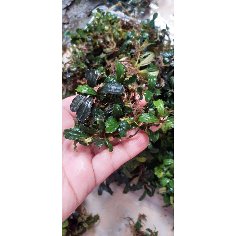 bucephalandra clump boyan daun mini
