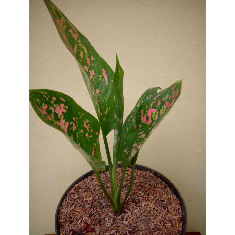 AGLAONEMA RUBY CIANGMAY