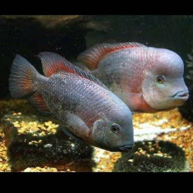 Vieja Breidohri Angostura Paraneetroplus American Cichlid Breidori
