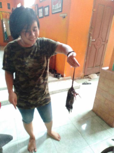 Racun Tikus Ramtus Original Paling Ampuh Mati Kering