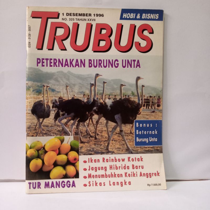 ternak burung unta indonesia