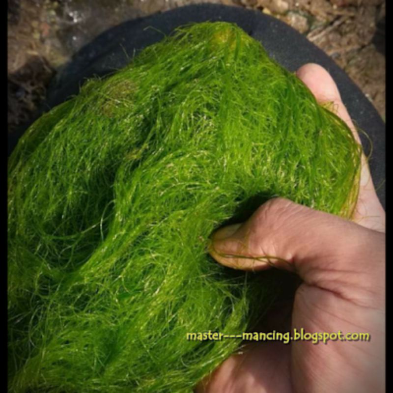 Lumut Pancing 300gram Lumut hidup Lumut Sawah Lumut Agle-agle