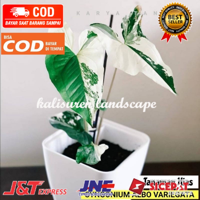 Syngonium varigata - Tanaman hias syngonium varigata ( TERLARIS )