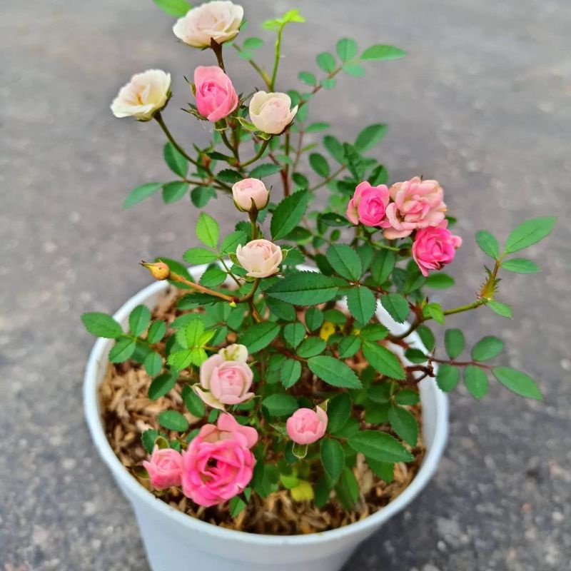 mawar kecil / baby rose | tanaman hias hidup
