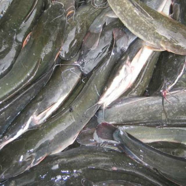 

Ikan lele fresh - 1000G