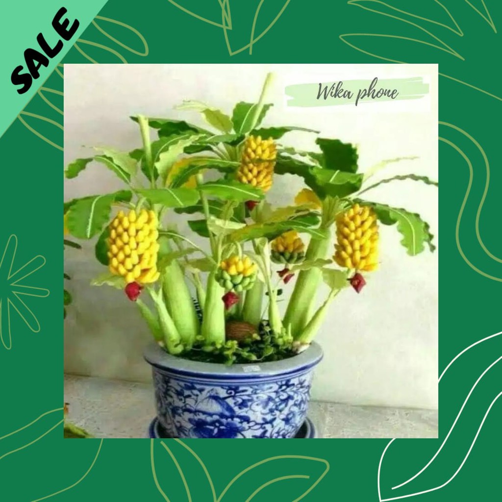 TERBARU BIJI BENIH BIBIT TANAMAN PISANG MINI BONSAI TERBARU BIJI BENIH BIBIT TANAMAN PISANG MINI BONSAI