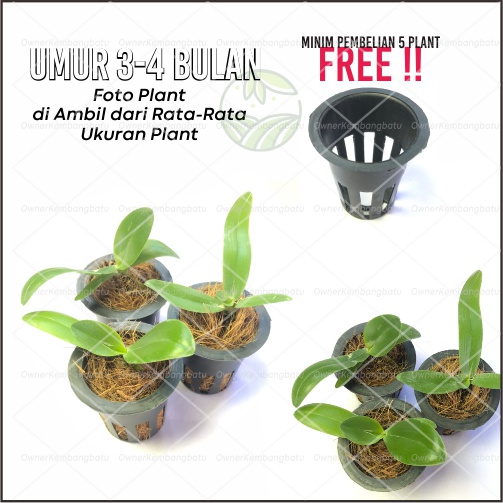 Seedling bibit Anggrek Bulan Taiwan Jumbo Hybird
