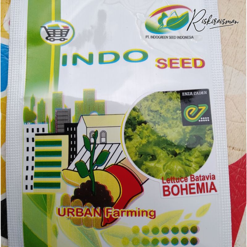BENIH SELADA BATAVIA BOHEMIA ENZA ZADEN ( 1 GR ) - INDOGREEN SEED