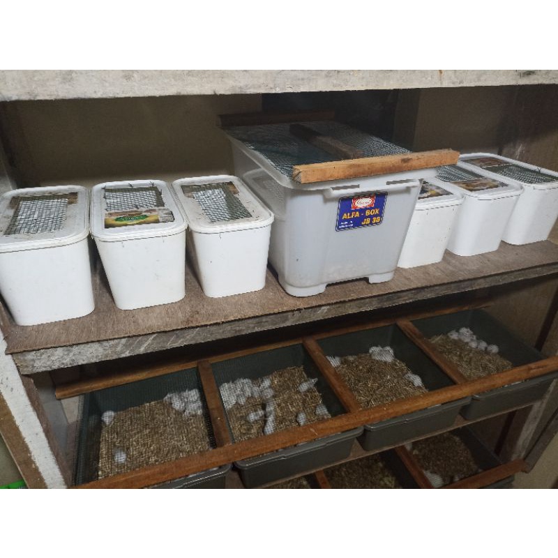 Mencit/Tikus Putih Pakan Predator