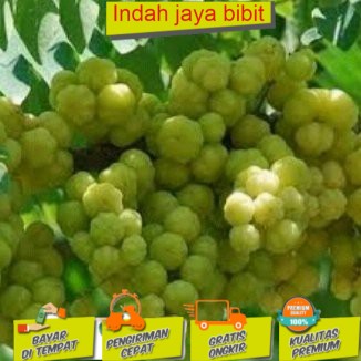 

bibit cerme manis (BISACOD)