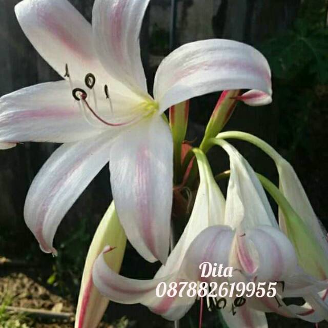 

Bunga crinum