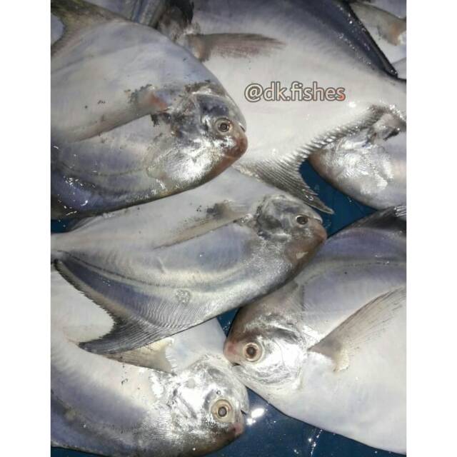 

Bawal Putih A / Pack 1kg