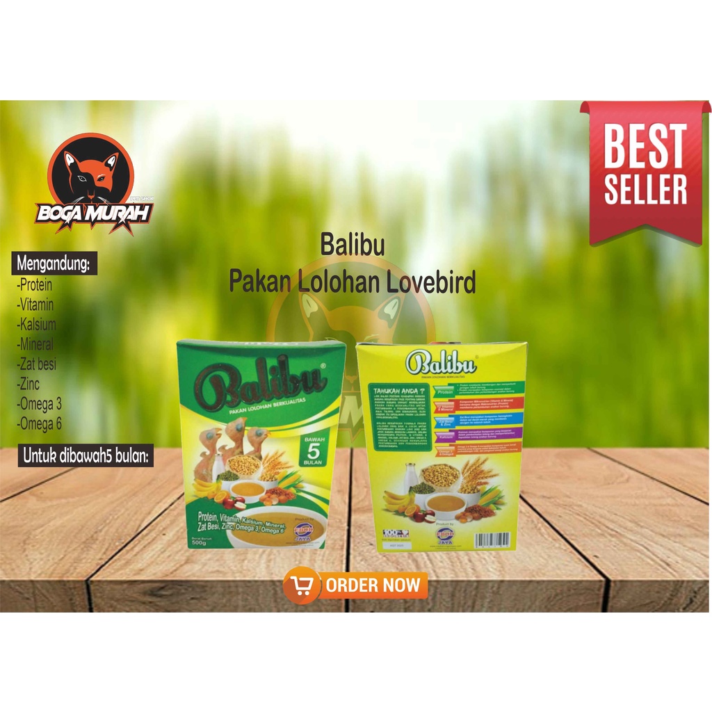 Balibu bubur lolohan lovebird