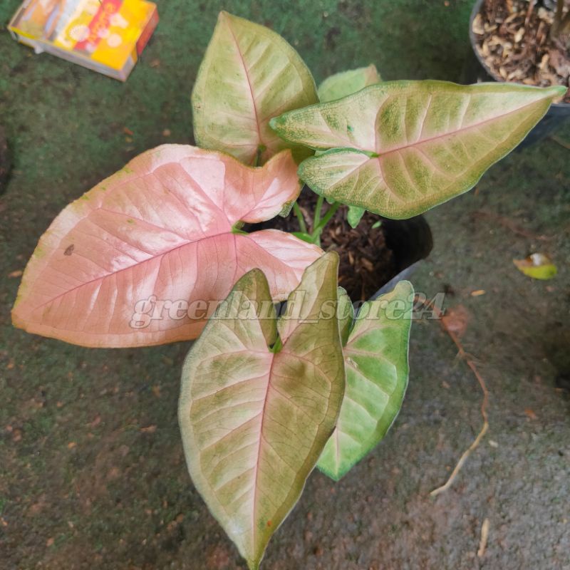 syngonium pink - syngonium pink flecked - tanaman hias syngonium pink - syngonium