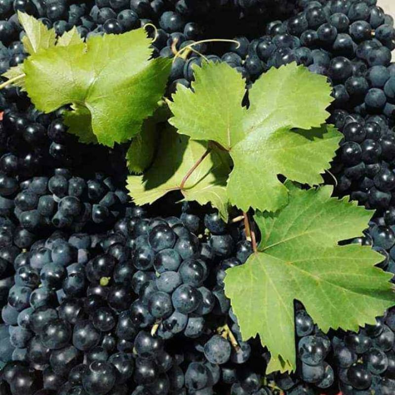 GROSIR ANGGUR HITAM BALI 1 PETI ISI 9 KG