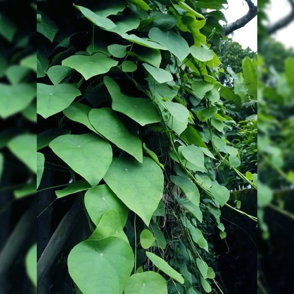 Bibit Cincau Bulu Cincau Hijau Rambat Bulu Tanaman Cincau