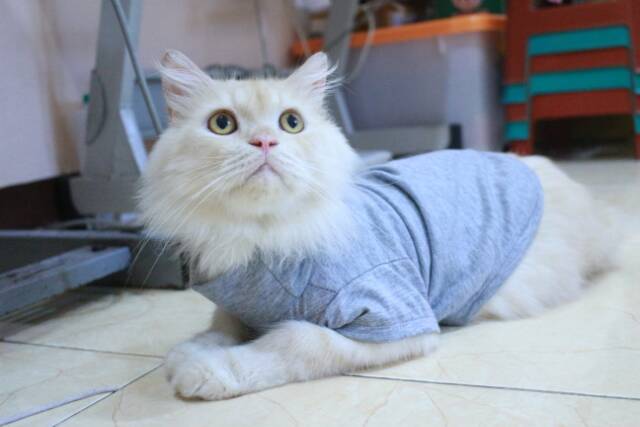 Kaos turtleneck warna abu-abu untuk kucing dan anjing / baju kucing murah meriah size S M L XL