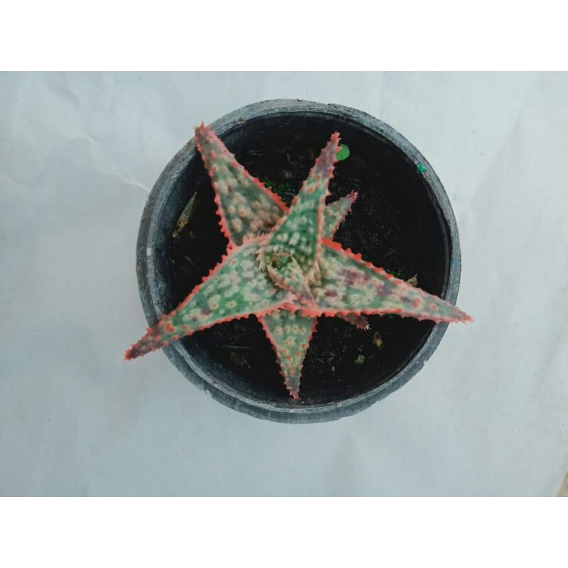 

ALOE CRISTMAS