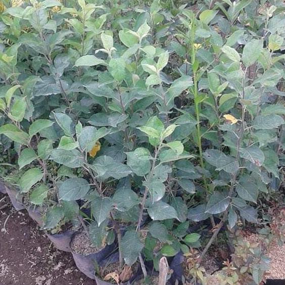 Bibit Apel Wanglin Slim