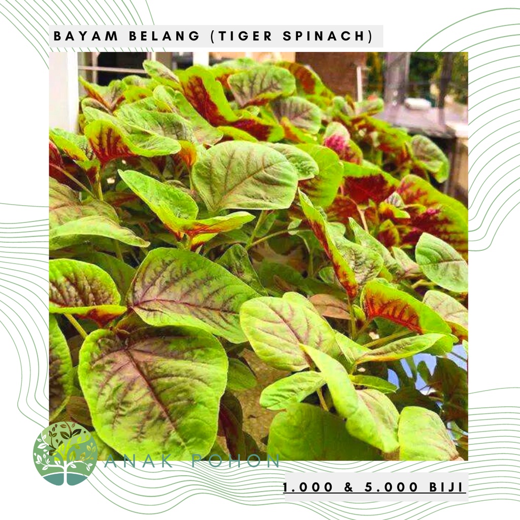 Benih Bibit Biji - Bayam Batik Belang / Tiger Spinach Seeds - Panen Dalam 20 Hari