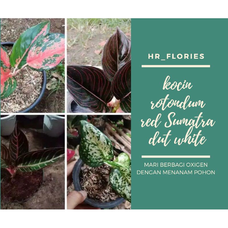new paket aglonema kocin-rotondum-red Sumatera-dut white