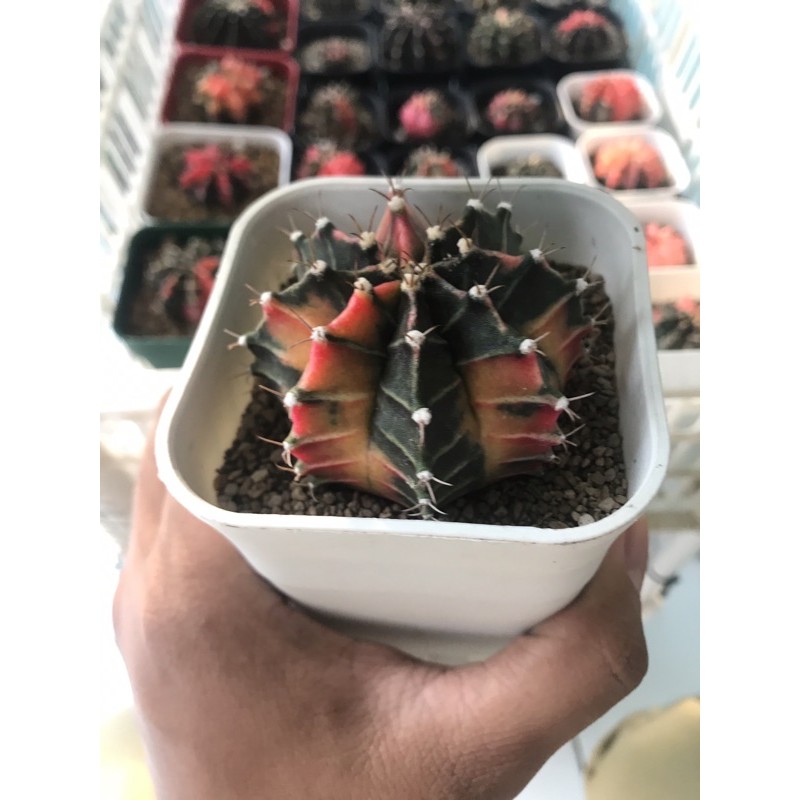Indukan Milo starfire 7cm gymnocalycium mihanovichii variegata var gymno miha