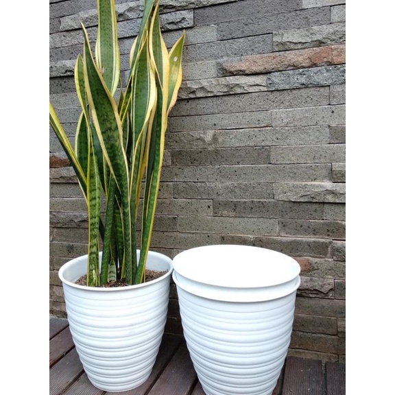 ➩ Pot Tawon Putih Pirus 30 cm / Pot Tawon model lebih panjang ➨