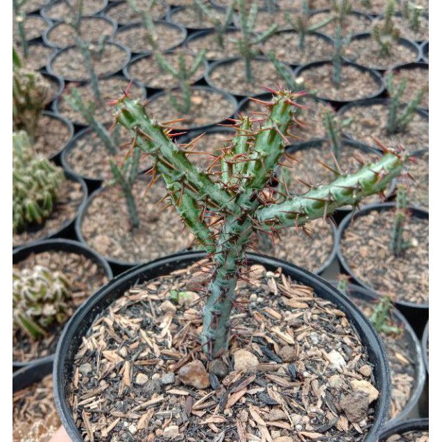 

Euphorbia aeruginosa